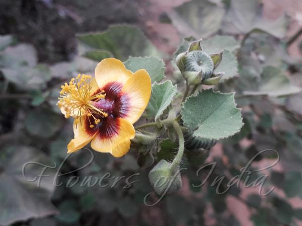Hairy Indian Mallow